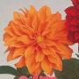 Seminte profesionale Dahlia variabilis - Dalia, Gherghine - imagine 48874